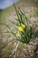 IMG_7750 Daffodils by Lake Tyler